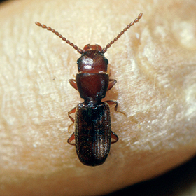 Rusty Grain Beetle