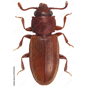 Foreign grain beetle