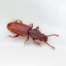 Merchant Beetle