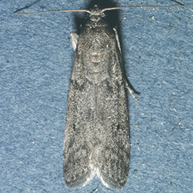 Mediterranean Flour Moth